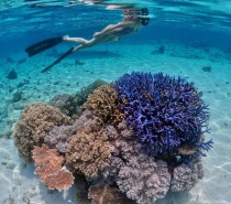 Coral Reef Near Dunk Island