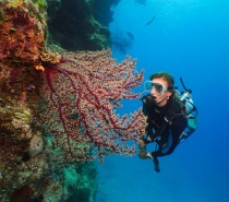 Scuba Diving on the Great Barrier Reef off Port Douglas