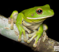 White-lipped tree Frog - Lots of frogs on the Let's Go Buggin Night Walk