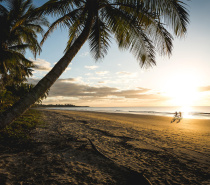 Coconut palm on Mission Beach Australia