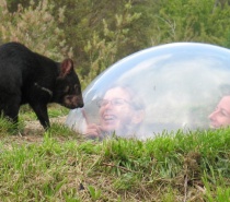 Tasmanian Devil Unzoo Port Arthur