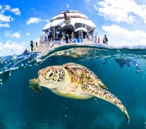 Green Sea Turtle on the Great Barrier Reef