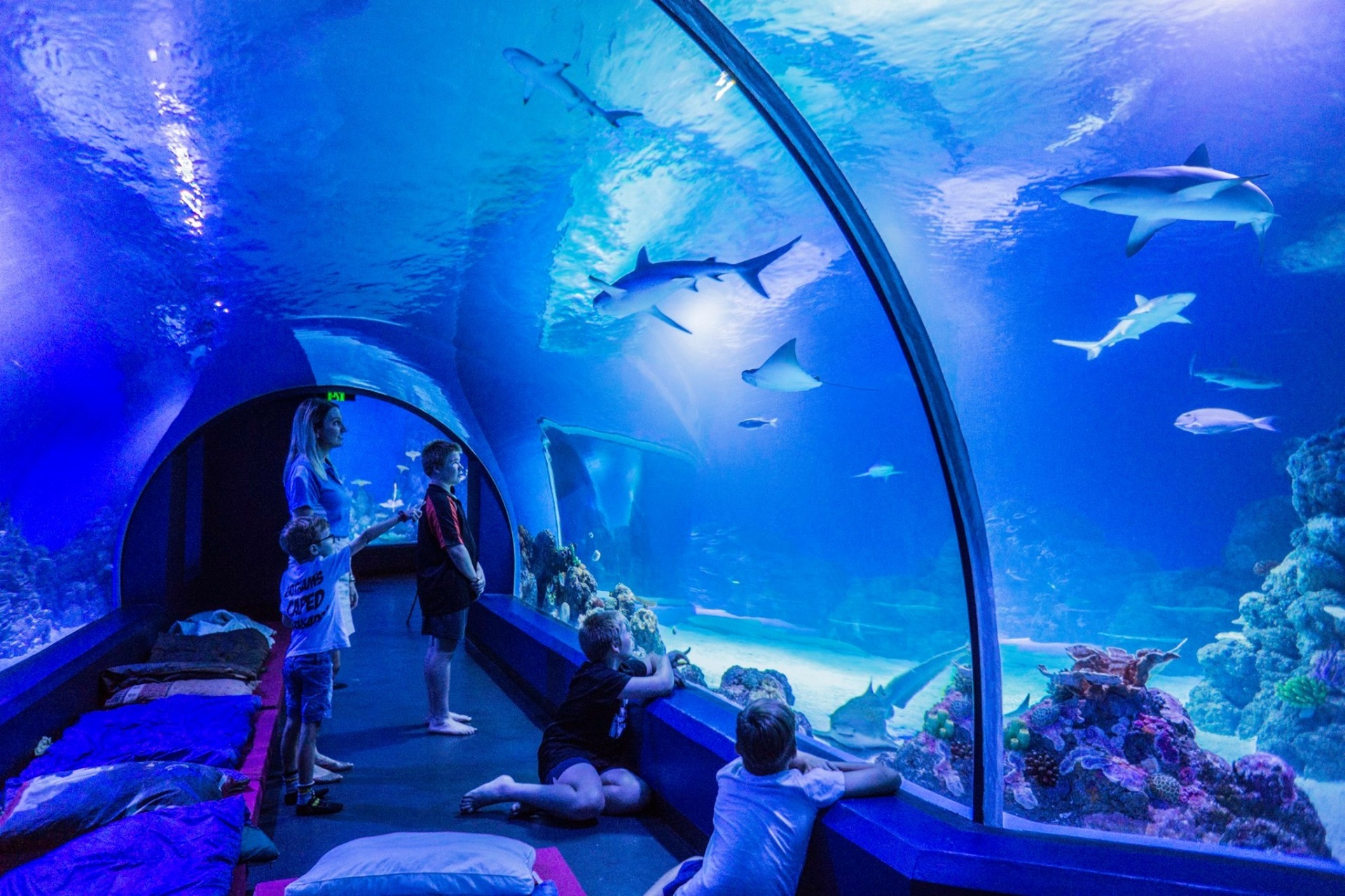 Cairns Aquarium Tourism Town The Tourism Marketplace Find and