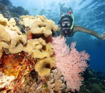 Great Barrier Reef Snorkelling