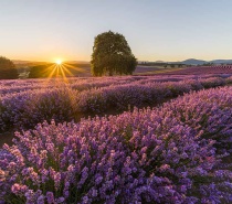 Port Arthur Lavendar Farm