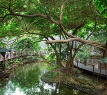 Wildlife Habitat Port Douglas