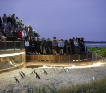 Viewing platform Penguin Parade Phillip Island