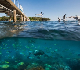 Fish under the Green Island Jetty