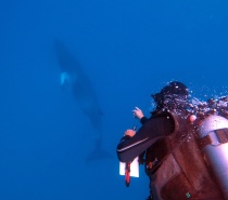 SWIMMING WITH MINKE WHALES