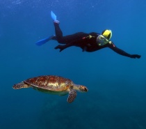 Snorkelling direct from the beach, the corals can be discovered very close to the island making for an enjoyable experience for snorkellers of all abilities.