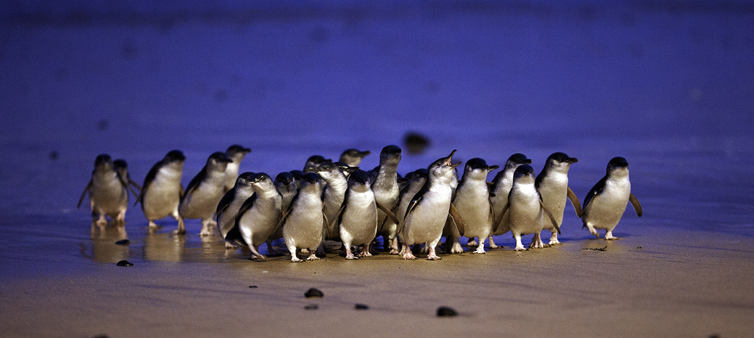 Phillip Island Penguin Parade