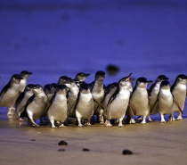 Phillip Island Penguin Parade