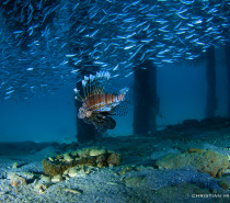 Lion fish under the Fitzroy Island Jetty