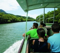 Daintree River Wildlife Cruise – Our journey continues to the majestic Daintree River for a one-hour Wildlife and Crocodile exploration.