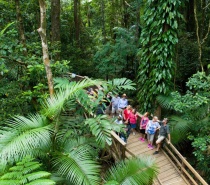 Tour to the Daintree Rainforest from Port Douglas