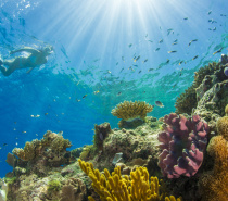 Snorkeling with Passions of Paradise