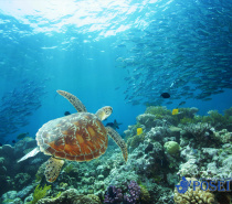 Green Sea Turtle on the reef at Port Douglas