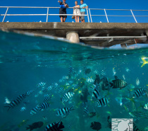 Fish Feeding from the Green Island Jetty