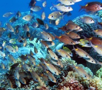 Poseidon Outer Reef Cruises departs daily from Port Douglas