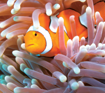 Clown Fish at Green Island