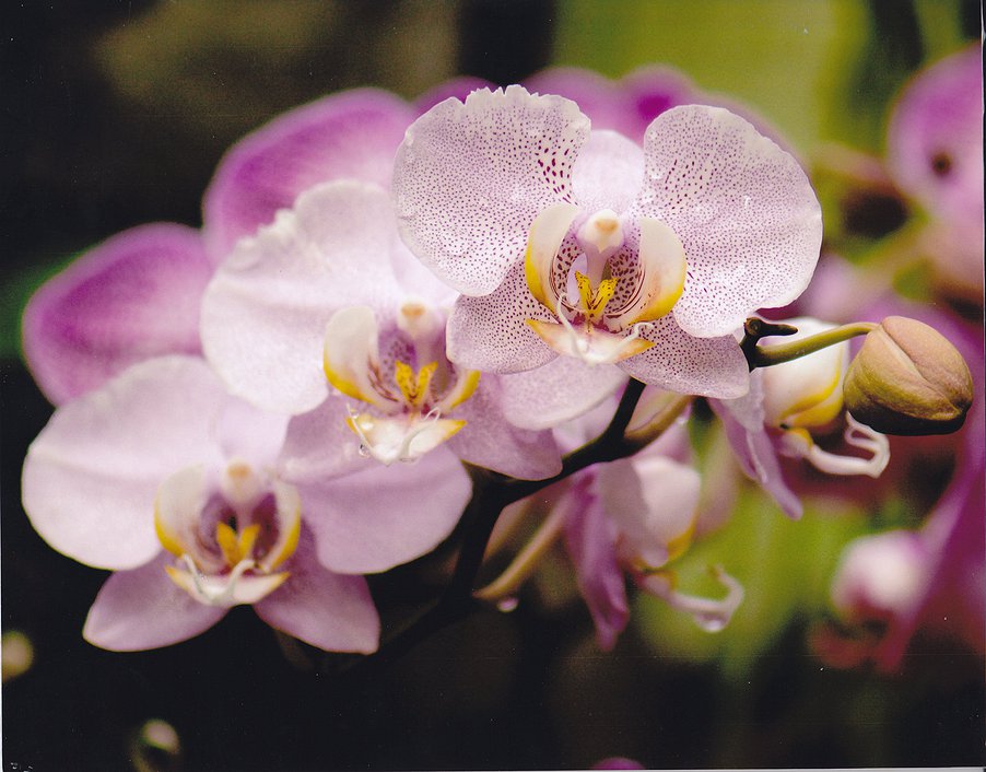 Cairns Events Event Details Friends of the Botanic Gardens plant Sale