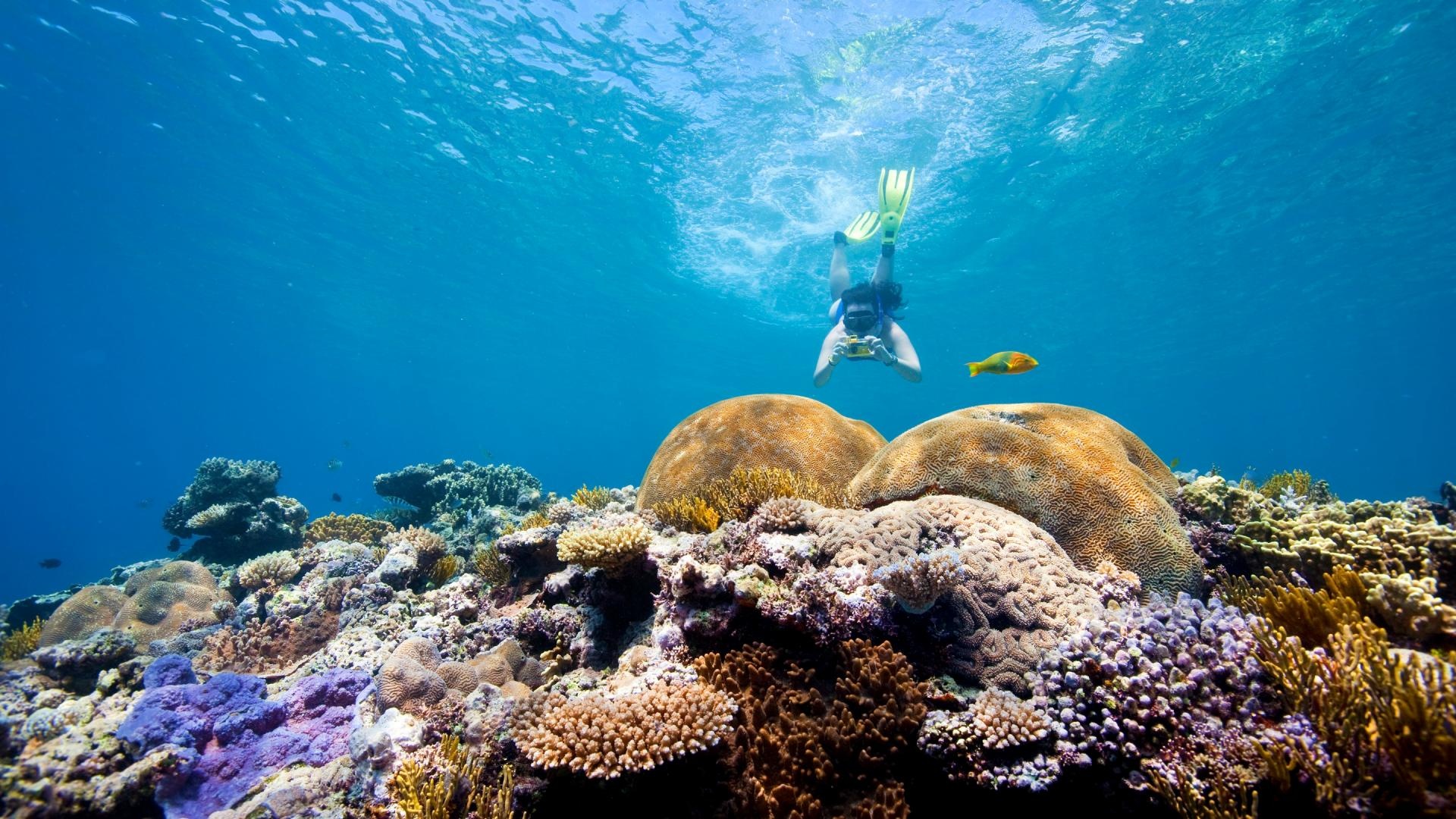 Snorkeling on the Great Barrier Reef from Cairns