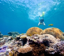 Snorkeling on the Great Barrier Reef from Cairns