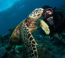 Experience the Great Barrier Reef Diving the best way - on a Liveaboard