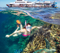 Snorkeling  at Moore Reef with Sunlover Reef Cruises