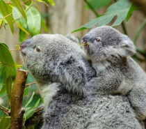 Kuranda Koala Gardens