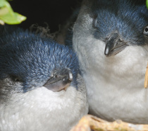 Little Penguins on Phillip Island