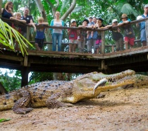 We visit the award-winning Wildlife Habitat where you will venture through purpose built native habitats of some of Australia’s rare, endangered and totally unique native animals.