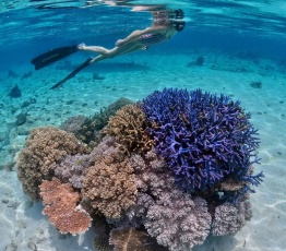 Coral Reef Near Dunk Island