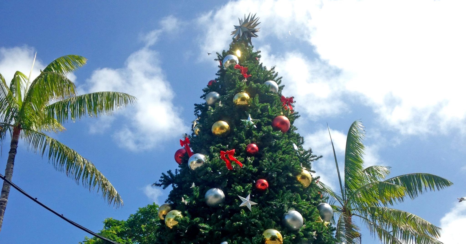 Cairns Events Event Details Christmas Lights Switch On and Lantern