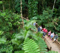 Experience the rainforest intimately on one of our guided elevated National Park Boardwalks