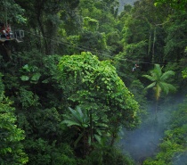 Jungle Surfing in the Daintree
