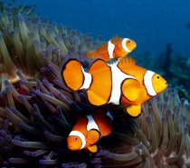 Visit the Great Barrier Reef with Poseidon