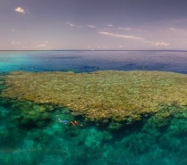 Coral Bommie on Agincourt Reef