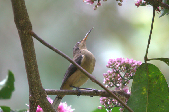eastern spinebill