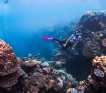 Snorkeling on the Great Barrier Reef