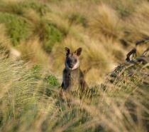 Wallaby on Phillip Island