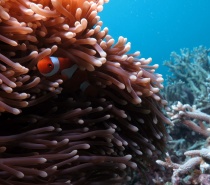 Snorkelling is a ton of fun and a brilliant way to view this watery wonderland.