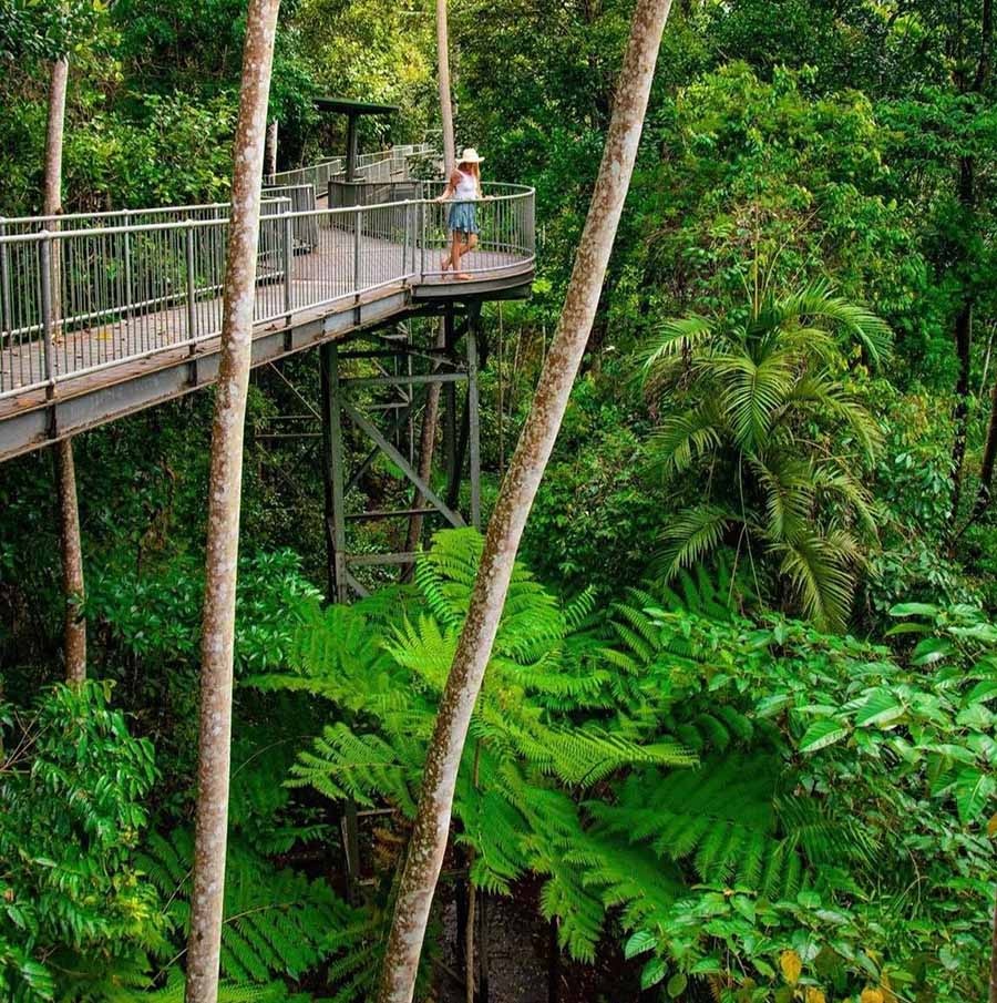 The Mamu Rainforest Canopy Walkway