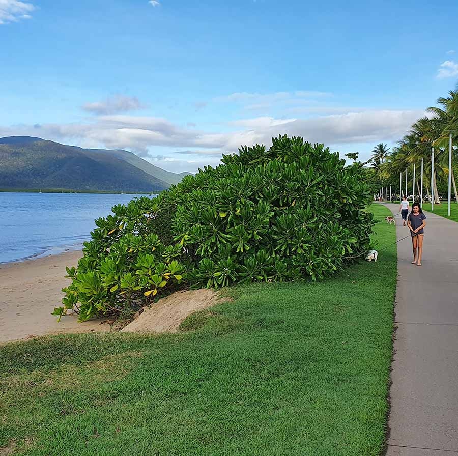 Cairns Esplanade