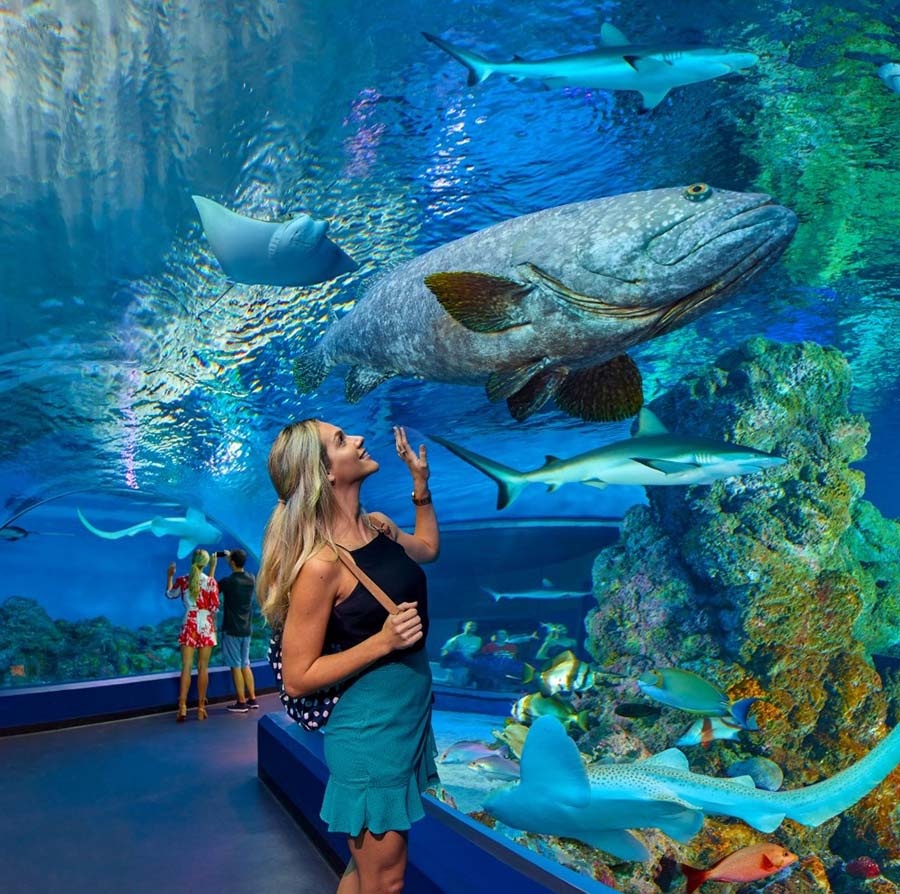 Cairns Aquarium