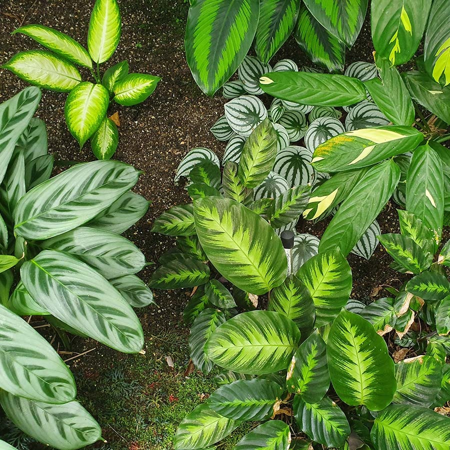 Cairns Botanical Gardens