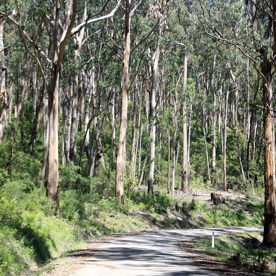 Kennett River Koala Walk