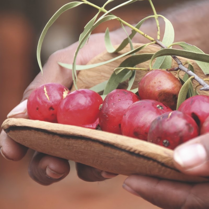 Quandong fruit