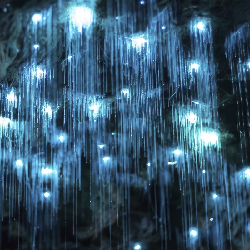 The Glow Worm Caves Gold Coast Hinterland
