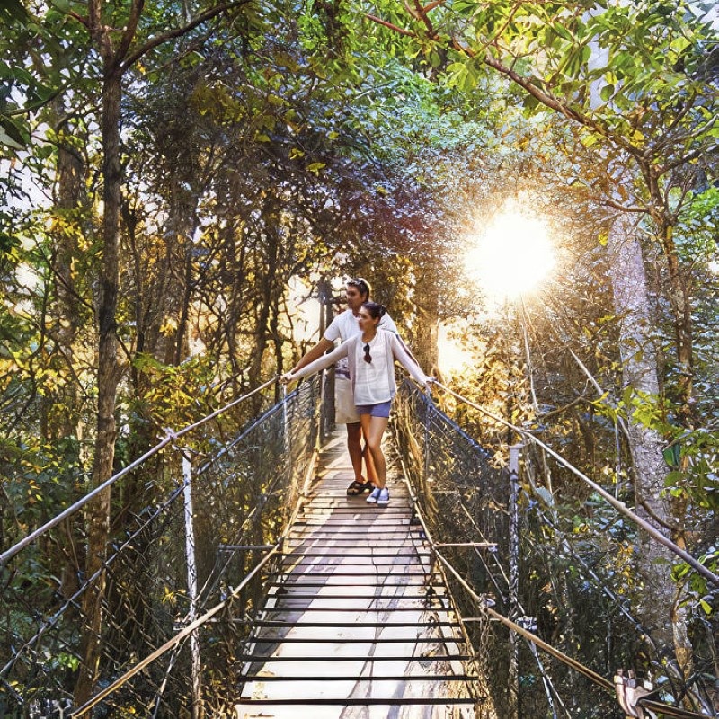 Treetop Walk Gold Coast Hinterland